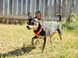 Lost Female Dog last seen Causeway Ct, Killeen, TX, Killeen, TX 76549