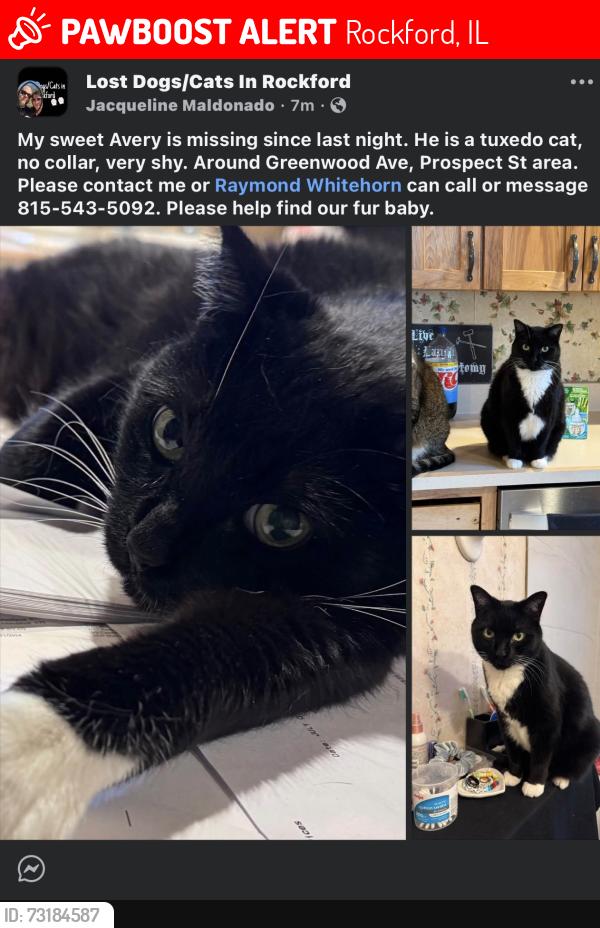 Lost Male Cat last seen Prospect st, Rockford, IL 61107