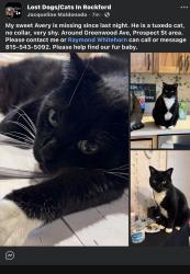 Lost Male Cat last seen Prospect st, Rockford, IL 61107
