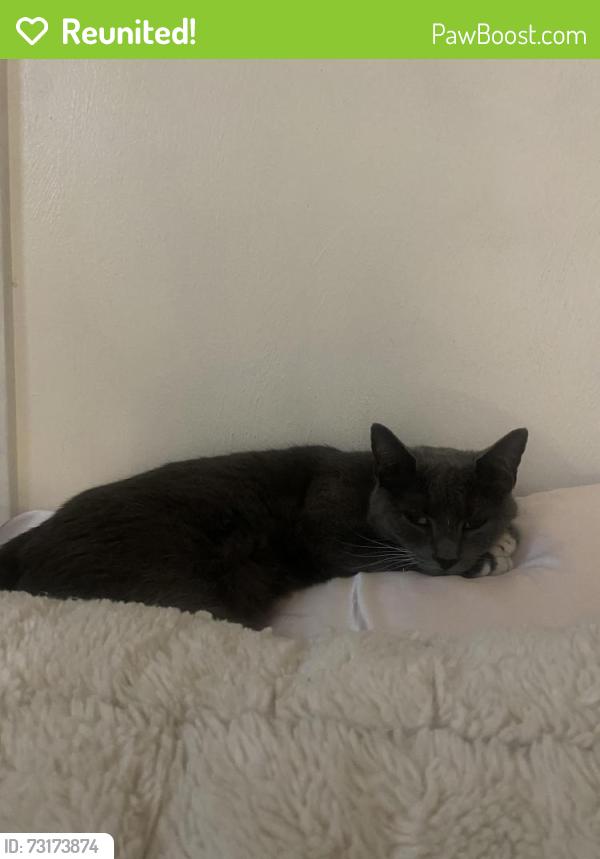 Reunited Female Cat last seen Brambleton avenue, Cave Spring, VA 24018