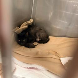 Shelter Stray Unknown Cat last seen , 12910 Yukon Ave, Hawthorne, CA 90250, USA