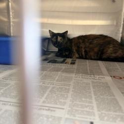 Shelter Stray Female Cat last seen , 12910 Yukon Ave, Hawthorne, CA 90250, USA