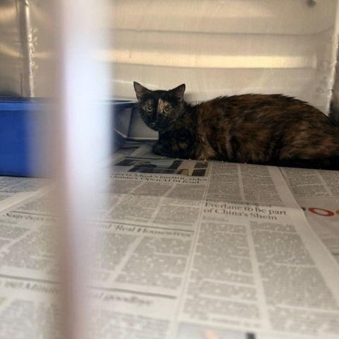 Shelter Stray Female Cat last seen , 12910 Yukon Ave, Hawthorne, CA 90250, USA