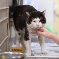 Shelter Stray Male Cat last seen , 2350 Appling City Cove, Memphis, TN 38133, USA