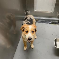 Shelter Stray Unknown Dog last seen , 2350 Appling City Cove, Memphis, TN 38133, USA