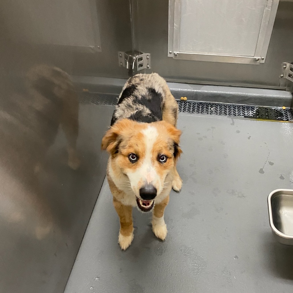 Shelter Stray Unknown Dog last seen , 2350 Appling City Cove, Memphis, TN 38133, USA