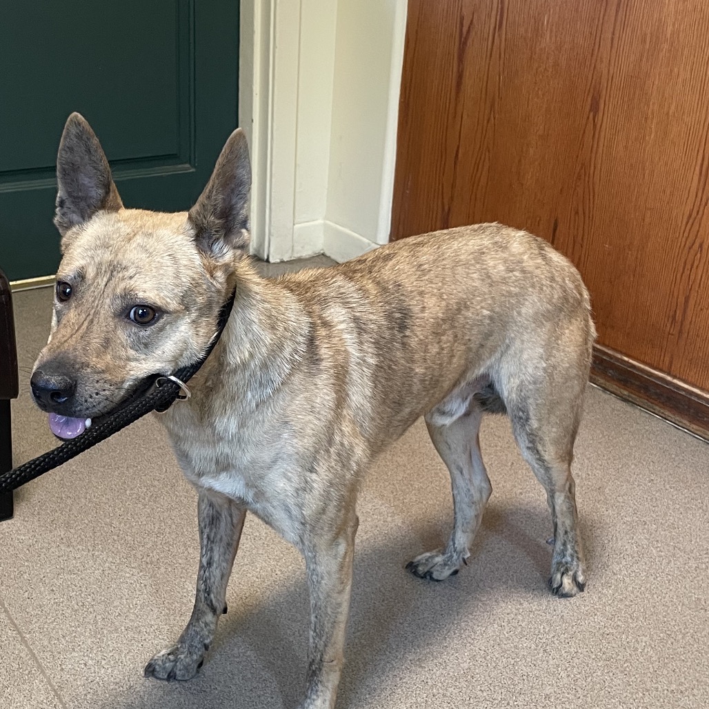 Shelter Stray Male Dog last seen , 361 S Raymond Ave, Pasadena, CA 91105, USA