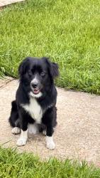 Reunited Male Dog last seen Barbee st spring hope at Edward’s, Spring Hope, NC 27882