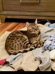 Reunited Male Cat last seen Near Lowell St, La Mesa, CA 91941, USA, La Mesa, CA 91941