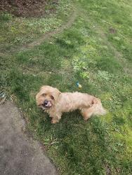 Lost Male Dog last seen Near SE Francis AVE Gresham Oregon, Gresham, OR 97080