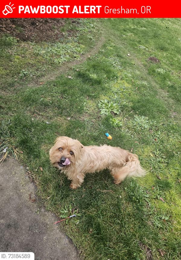 Lost Male Dog last seen Near SE Francis AVE Gresham Oregon, Gresham, OR 97080