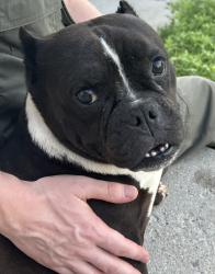 Reunited Unknown Dog last seen W 5775 s, Taylorsville, UT 84129