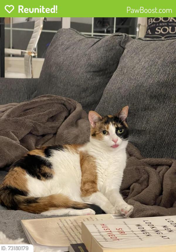 Reunited Female Cat last seen Near W Lincoln Ave, Little Chute, WI, Little Chute, WI 54140