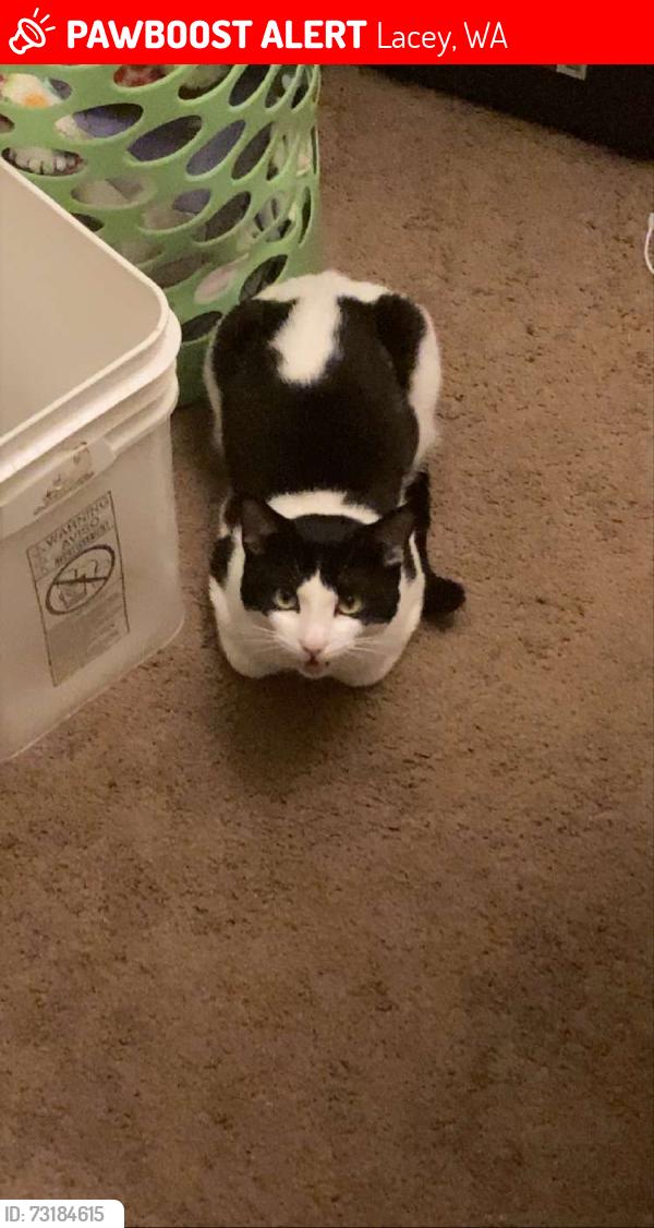 Lost Male Cat last seen Near College St SE, Lacey, WA 98503, Lacey, WA 98503