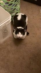 Lost Male Cat last seen Near College St SE, Lacey, WA 98503, Lacey, WA 98503