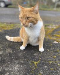 Reunited Female Cat last seen Jersey St/Alma, Portland, OR 97203