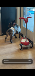 Lost Male Dog last seen Stockdale, Bakersfield, CA 93314