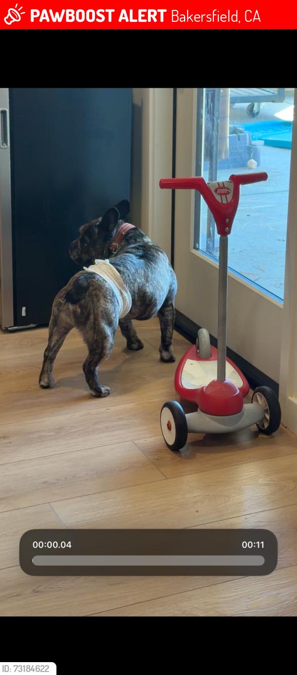 Lost Male Dog last seen Stockdale, Bakersfield, CA 93314