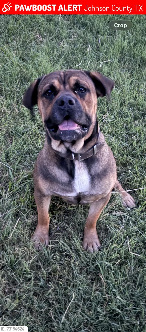 Lost Male Dog last seen FM 4, Johnson County, TX 76031