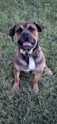 Lost Male Dog last seen FM 4, Johnson County, TX 76031