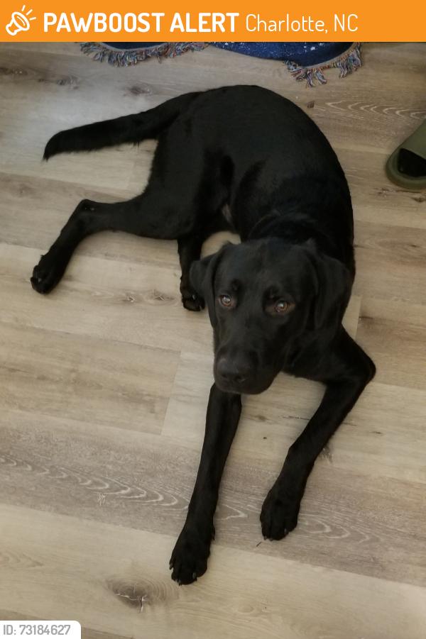 Found/Stray Male Dog last seen N Sharon Amity Rd and Vernedale Rd., Charlotte, NC 28212