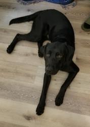 Found/Stray Male Dog last seen N Sharon Amity Rd and Vernedale Rd., Charlotte, NC 28212