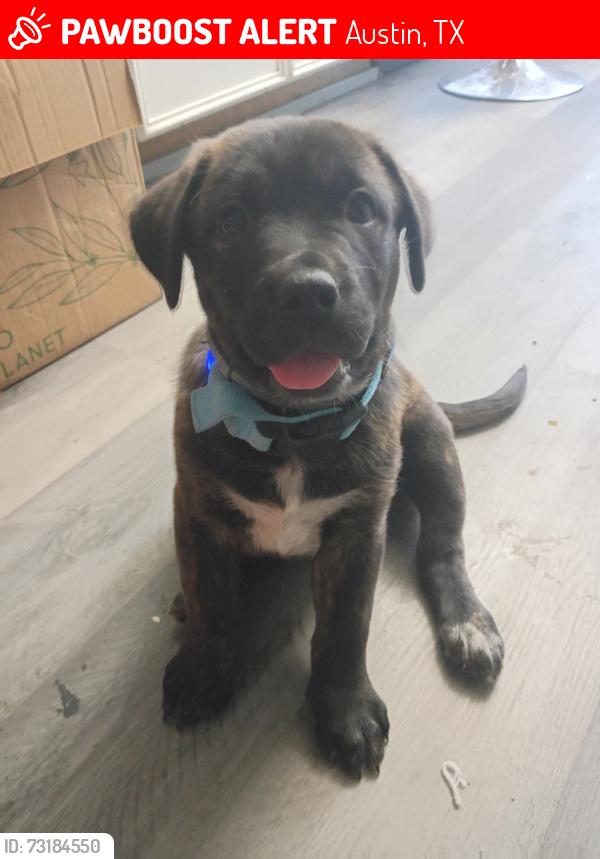 Lost Female Dog last seen Silvermine dr and hwy 71, Austin, TX 78736
