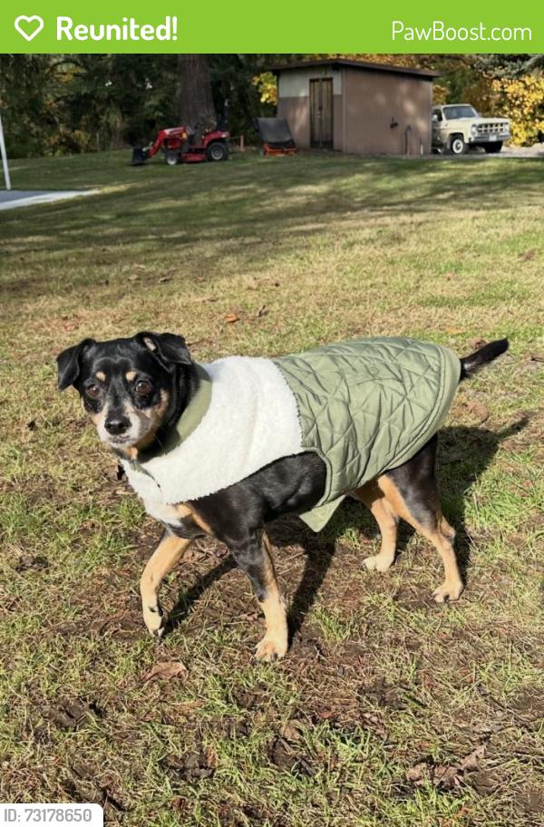 Reunited Female Dog last seen 117th and Madison, Portland, OR 97216