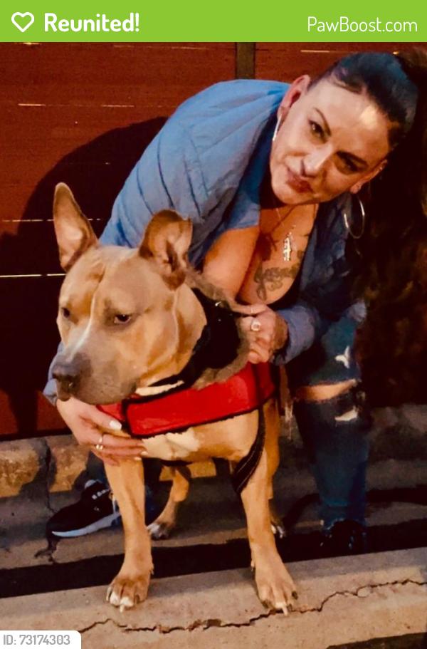 Reunited Male Dog last seen Pond springs and hunters chase, Austin, TX 78729