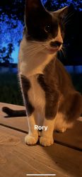Lost Male Cat last seen Sugar off of Freddy, Edinburg, TX 78539