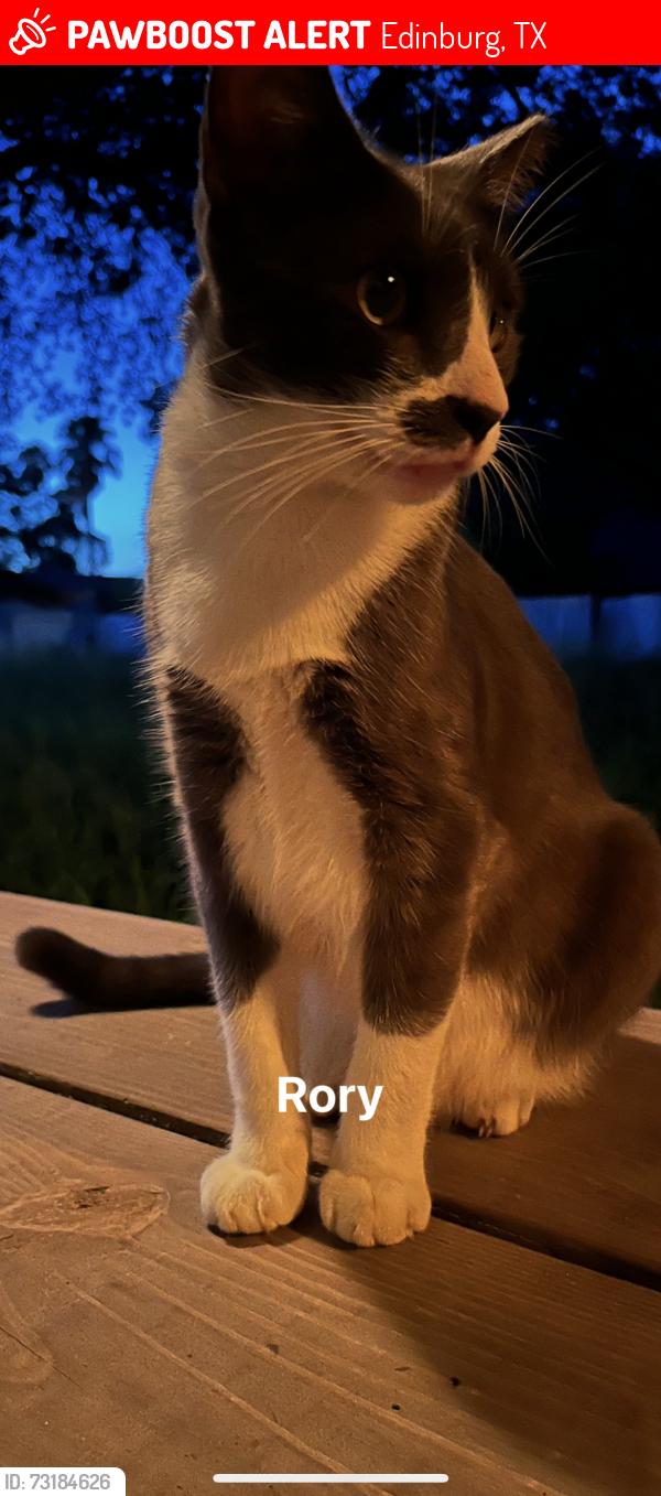 Lost Male Cat last seen Sugar off of Freddy, Edinburg, TX 78539