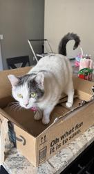 Reunited Female Cat last seen Near Ashley View Place, El Cajon, CA 92021