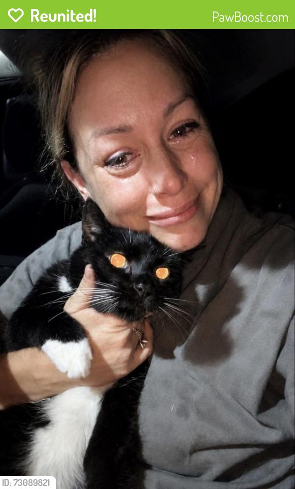 Reunited Male Cat last seen Last Seen: 2914 nantwich lane, Saint Charles, MO 63301