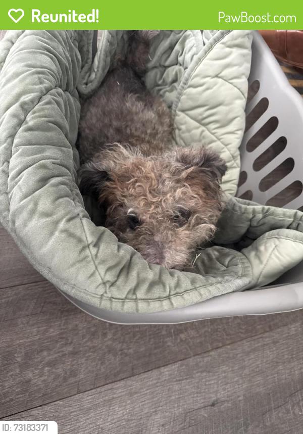 Reunited Male Dog last seen Ash & beech street, Escondido, CA 92025