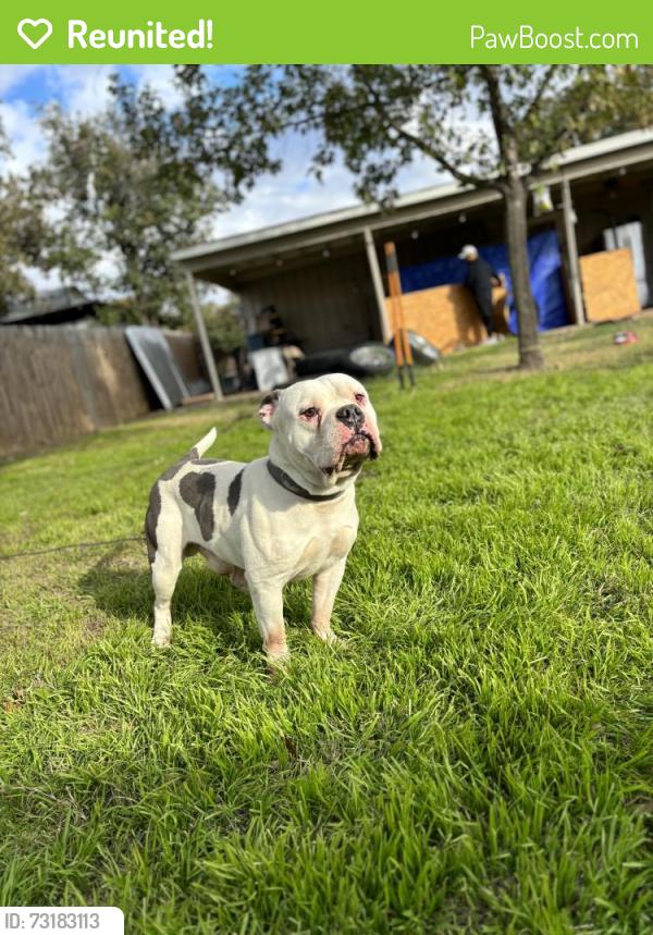 Reunited Male Dog last seen Cheryl, Bedford, TX 76022