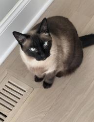 Reunited Male Cat last seen Irving park road And Kedzie Ave, Chicago, IL 60618