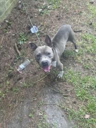 Lost Male Dog last seen Back yard of Kennedy st loris, Loris, SC 29569