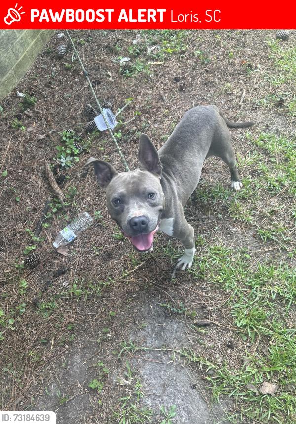 Lost Male Dog last seen Back yard of Kennedy st loris, Loris, SC 29569