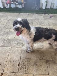 Reunited Female Dog last seen Backyard, Cutler Bay, FL 33190