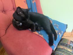 Reunited Female Cat last seen 218th and Lakeshore, Euclid, OH 44123