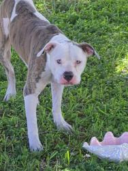 Found/Stray Male Dog last seen All Aboard Storage, Daytona Beach, FL 32114