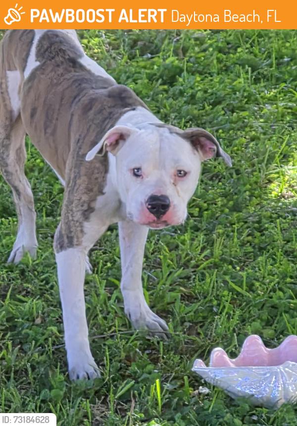Found/Stray Male Dog last seen All Aboard Storage, Daytona Beach, FL 32114
