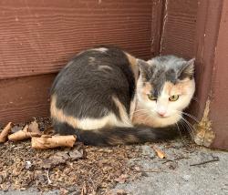 Found/Stray Unknown Cat last seen Barclay, Baltimore, MD 21202