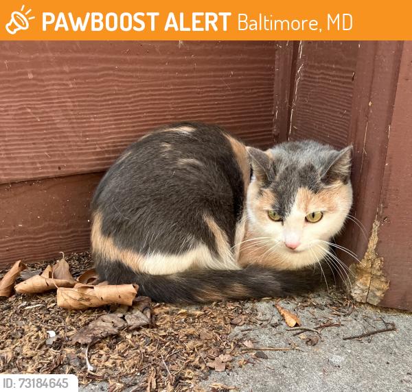 Found/Stray Unknown Cat last seen Barclay, Baltimore, MD 21202