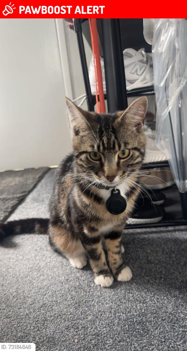 Lost Male Cat last seen Park, Corringham, England 