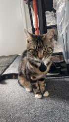 Lost Male Cat last seen Park, Corringham, England 