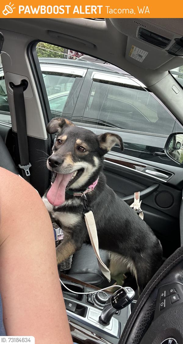 Found/Stray Female Dog last seen Larchmont Elementary, Tacoma, WA 98408
