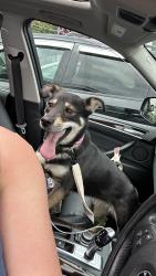 Found/Stray Female Dog last seen Larchmont Elementary, Tacoma, WA 98408