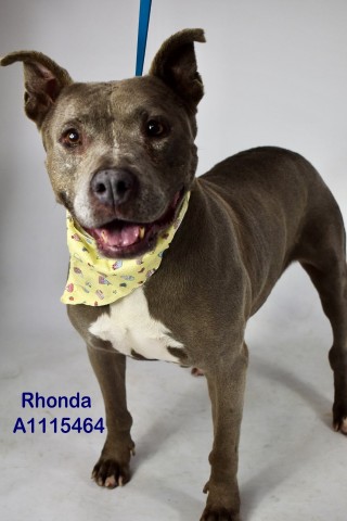 Shelter Stray Female Dog last seen Near BLOCK KELLOGG ARC, BAKERSFIELD CA 93306, 3951 Fruitvale Ave, Bakersfield, CA 93308, USA