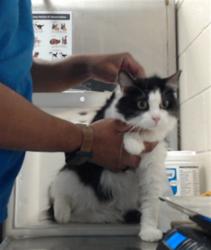 Shelter Stray Female Cat last seen Near BLOCK MIRROR LAKE DR, FAYETTEVILLE NC 28303, 4704 Corporation Dr, Fayetteville, NC 28306, USA